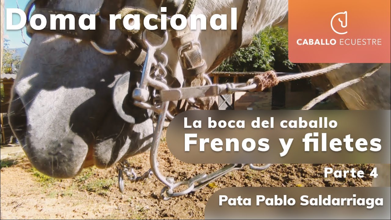 La boca del caballo frenos y tipos de embocaduras  -  Pata Pablo Saldarriaga - Doma racional parte 4