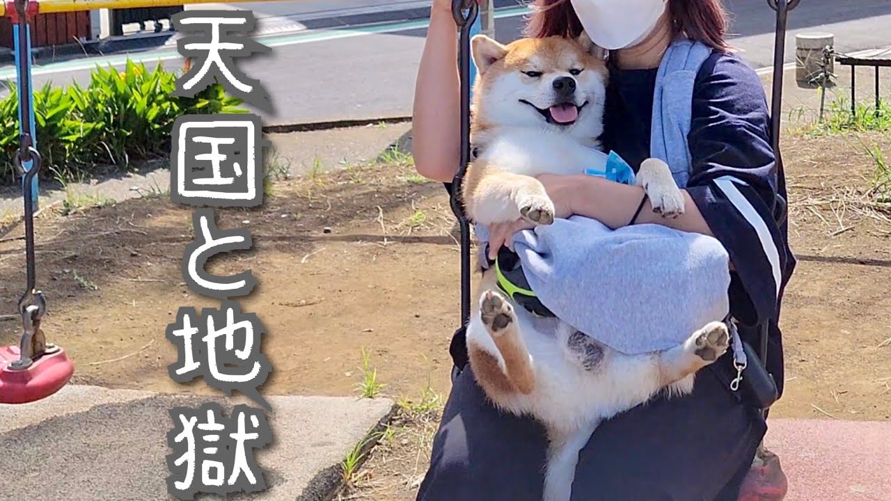 散歩好きな柴犬の留守中にお気に入りのおやつを食べる妹豆柴