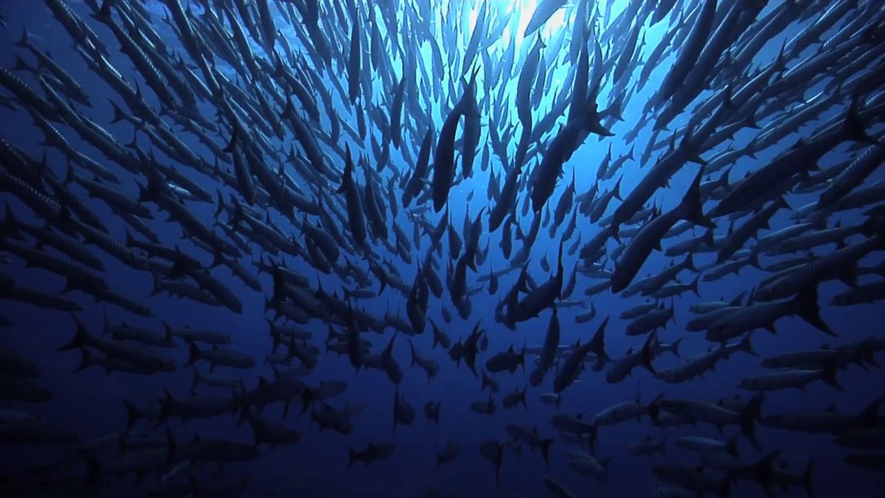 Eel Energy, l'énergie du futur