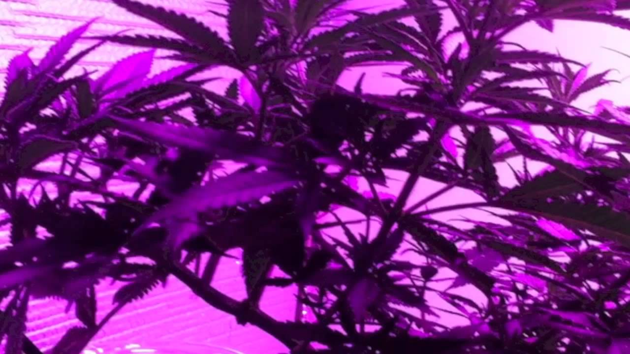 Pro-Grow 550 LED, Critical-Sensi Star and a Landrace Afghan Kush