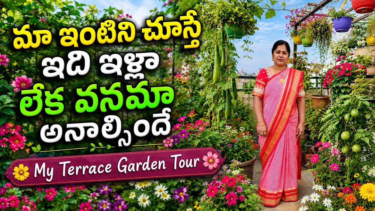 My terrace garden Tour | royal garden kumari 