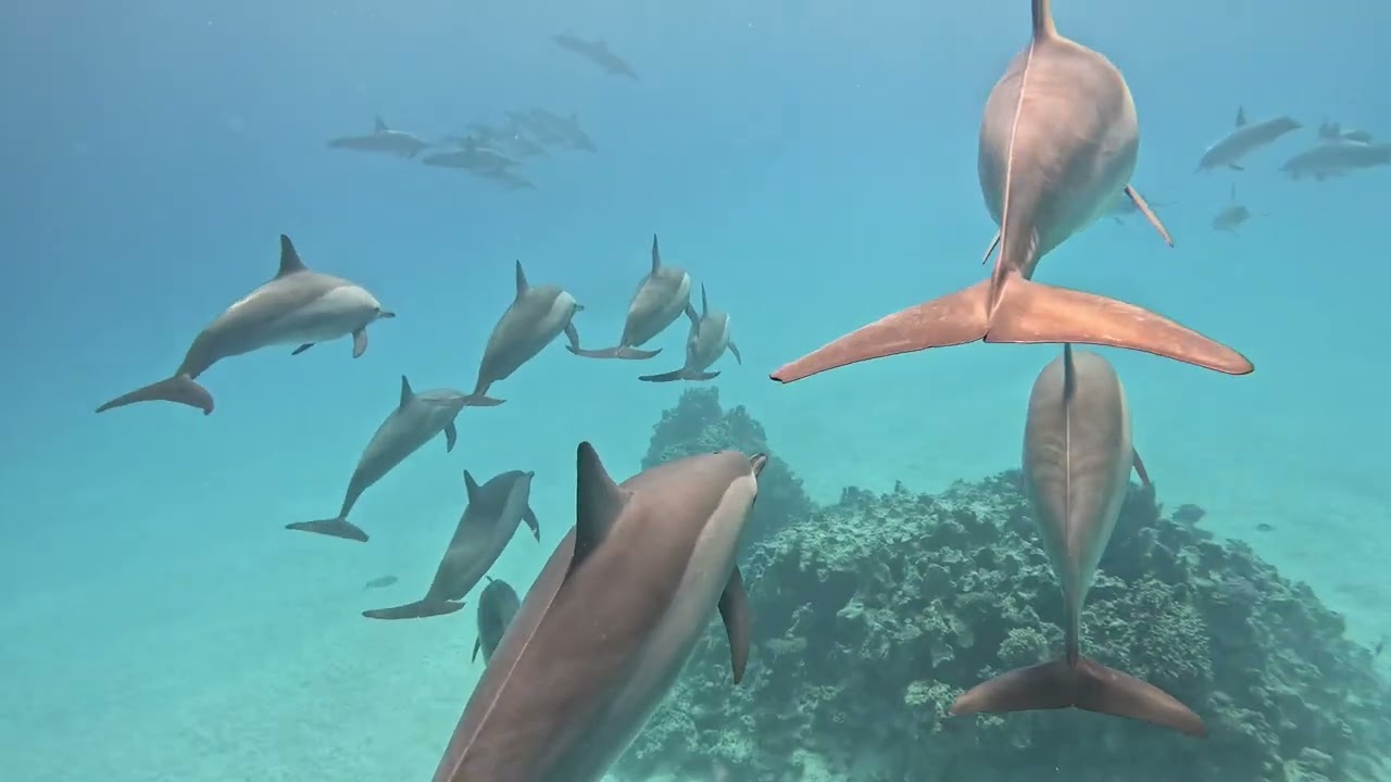 Dolphin Sataya