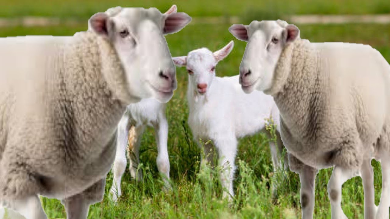 sheep sound effect , lamb noises