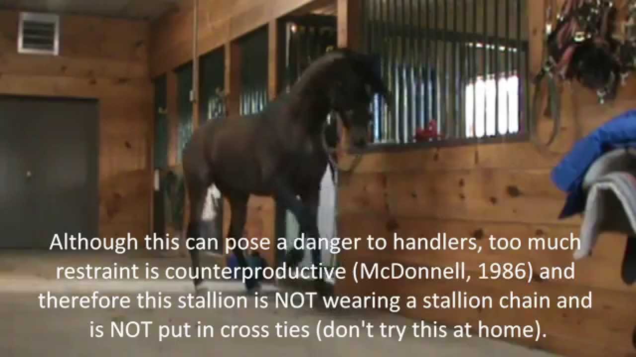 Stallion Behavior -  Redirected Behaviour / Self Mutilation / Aggression in horses