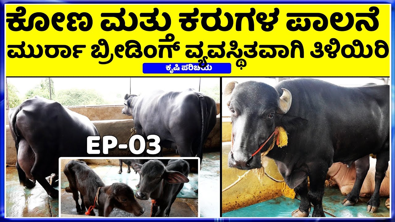 ಡೈರಿ ಫಾರ್ಮ್ ಅಂದ್ರೆ ಹೀಗಿರಬೇಕು ಕೆಲವೊಂದು ಐಡಿಯಾ ತಿಳಿದುಕೊಳ್ಳಿ || Murrah Buffalo Panduranga Dairy Farm