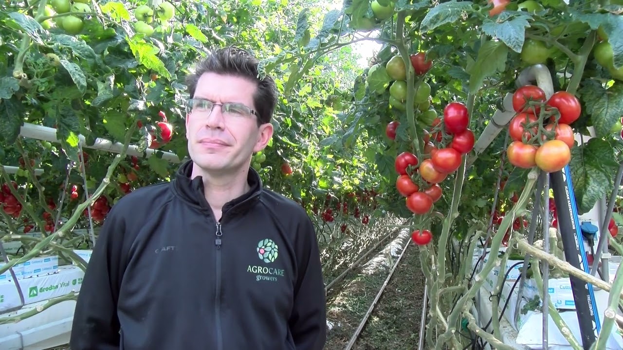Tomatenteler Agrocare is toonaangevend in Europa