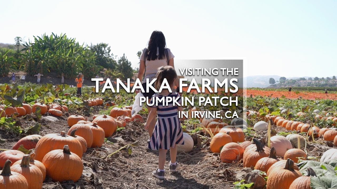Tanaka Farms Pumpkin Patch With Kids Montage