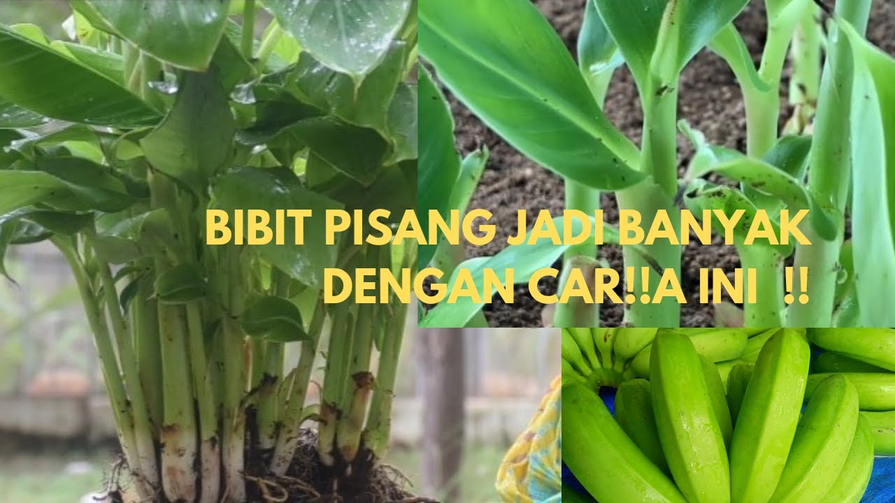 Cara Mudah Memperbanyak Anakan Pisang dari Bonggol || Metode PIF
