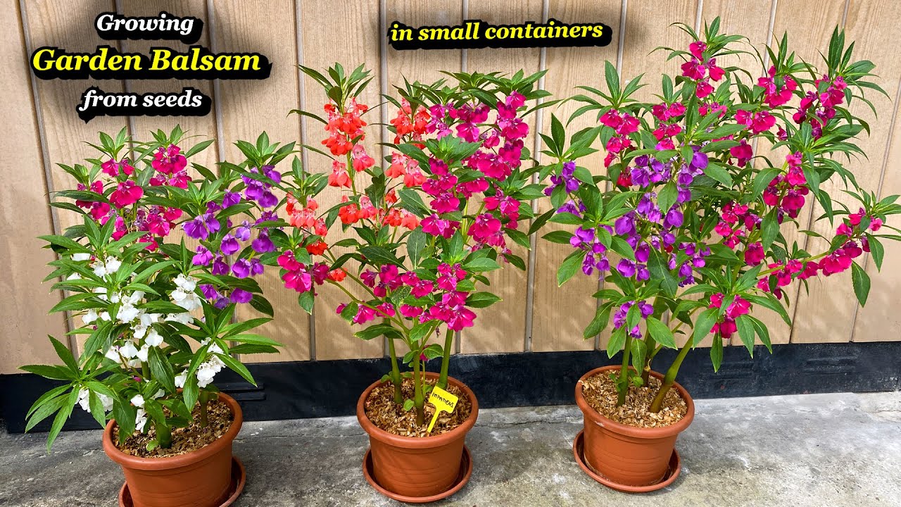 Growing Vibrant Garden Balsam Flowers from Seeds in Containers - Step by Step