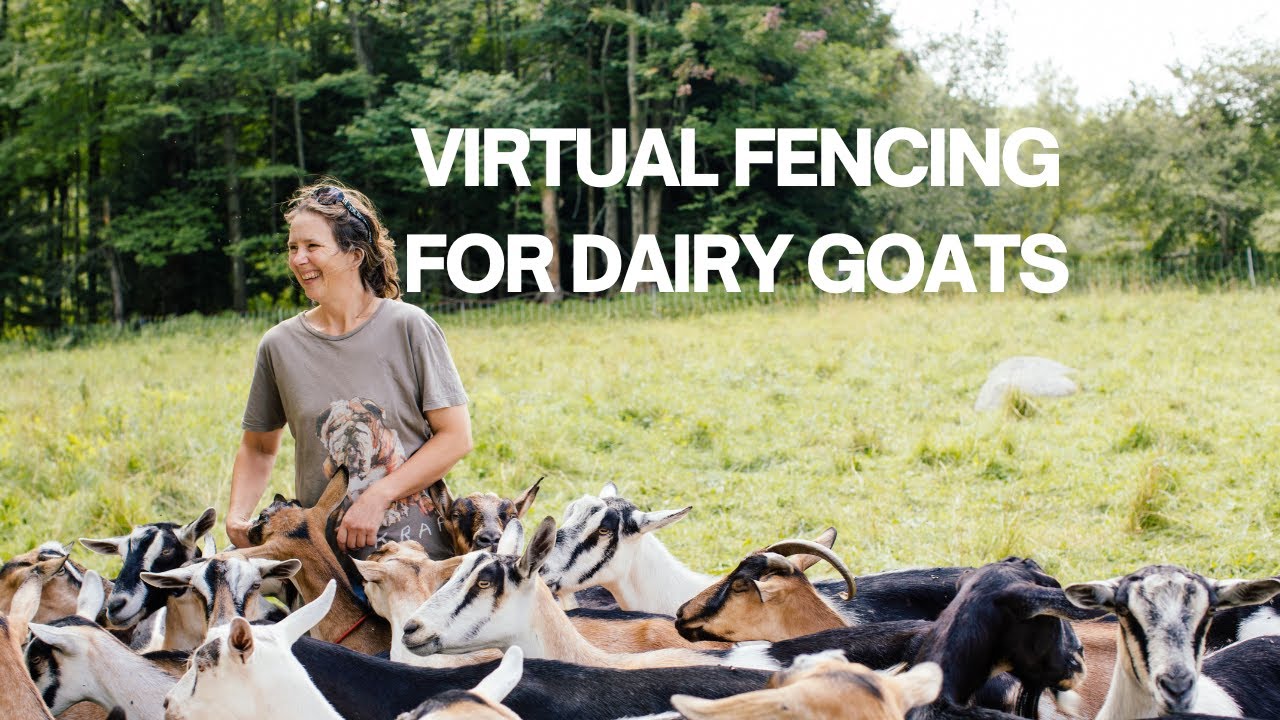 Virtual Fencing for Dairy Goats