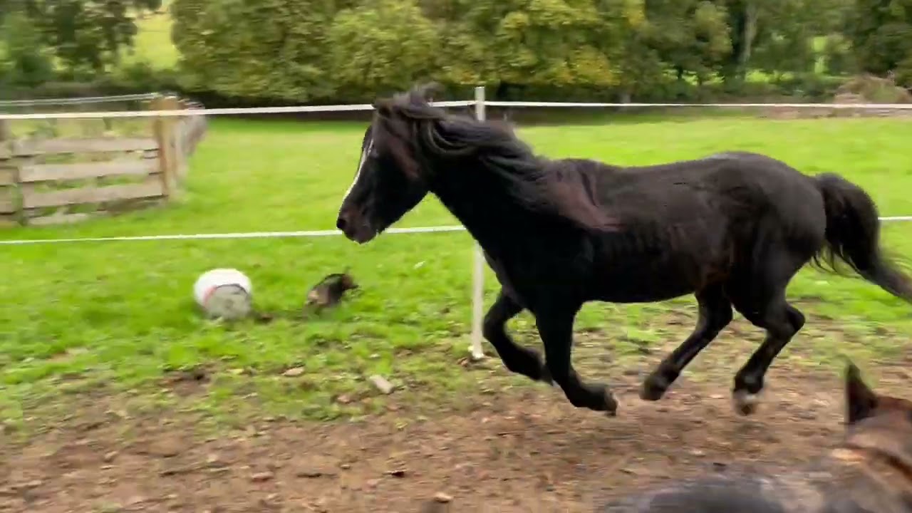 Horses gallop up into shed before Friday&rsquo;s storm arrives