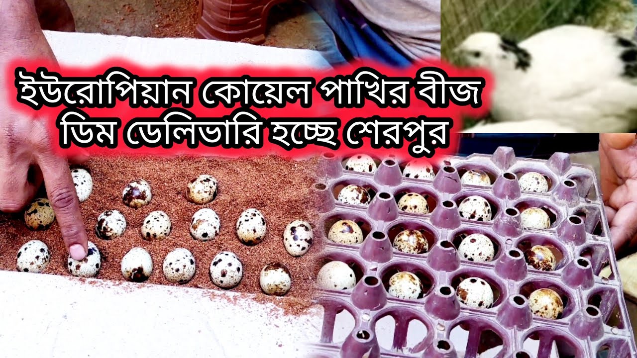 আজকে ইউরোপিয়ান কোয়েল পাখির বিচ ডিম চট্টগ্রামের বাইরে🥚