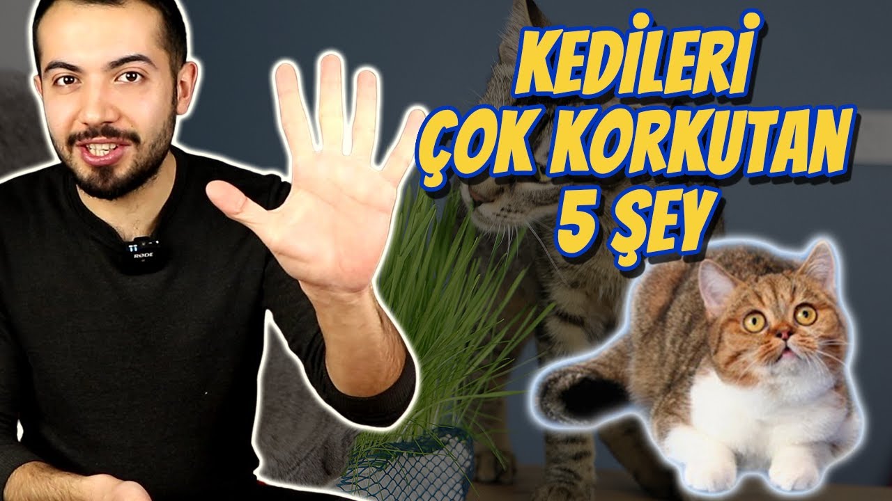 KEDİLERİ EN ÇOK KORKUTAN 5 ŞEY 🙀