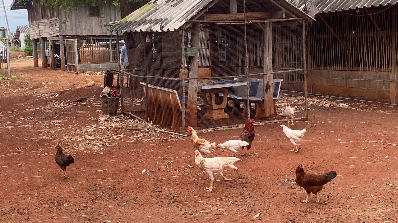 หนุ่มวิศวฯป.โท เลี้ยงไก่บ้าน ไม่พอขาย  ต้นทุนต่ำ กำไรงาม ด้วยการเลี้ยงหนอนแมลงวันลาย BSF เสริม