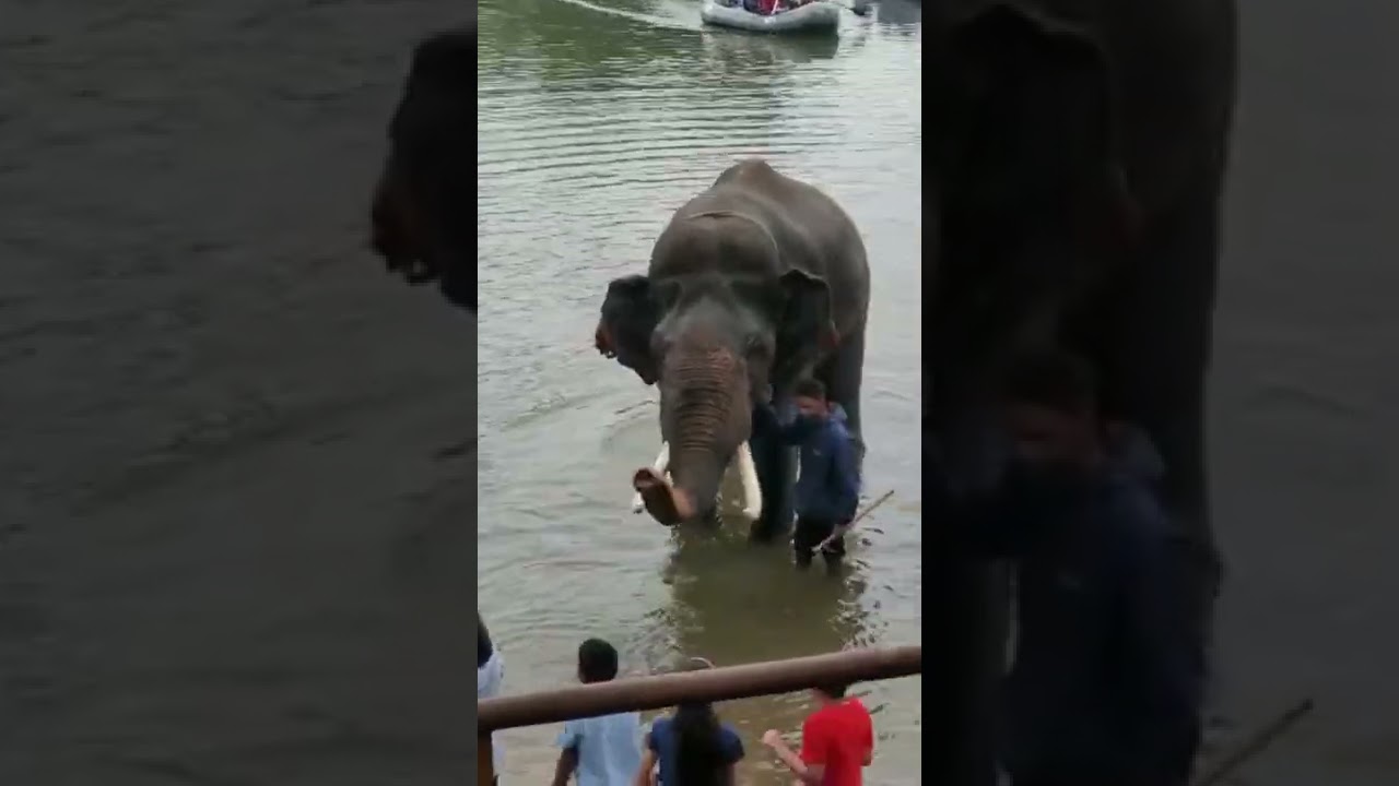 Elephant spraying water at Dubare camp @seeyousoon