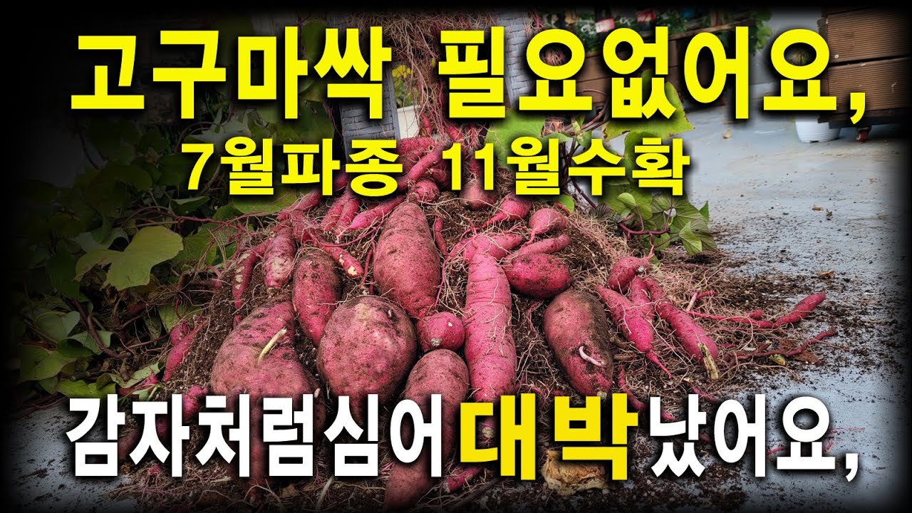 고구마 줄기로 심지말고 감자처럼 싹틔워 심어도 달립니다,