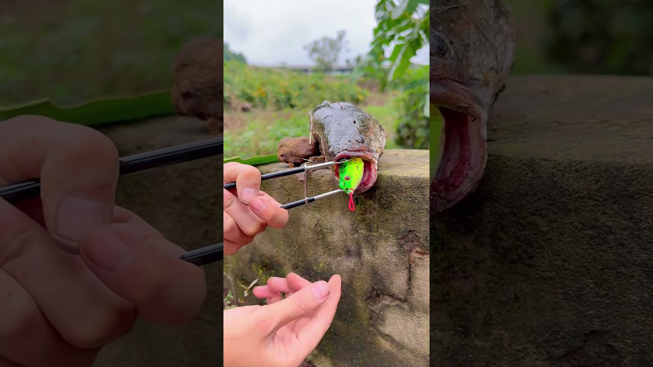 C&acirc;y gỡ lưỡi mồi nh&aacute;i hơi c&acirc;u c&aacute; l&oacute;c, c&aacute; tr&ecirc; si&ecirc;u tốc 😍🎣#fish #fishing #shorts