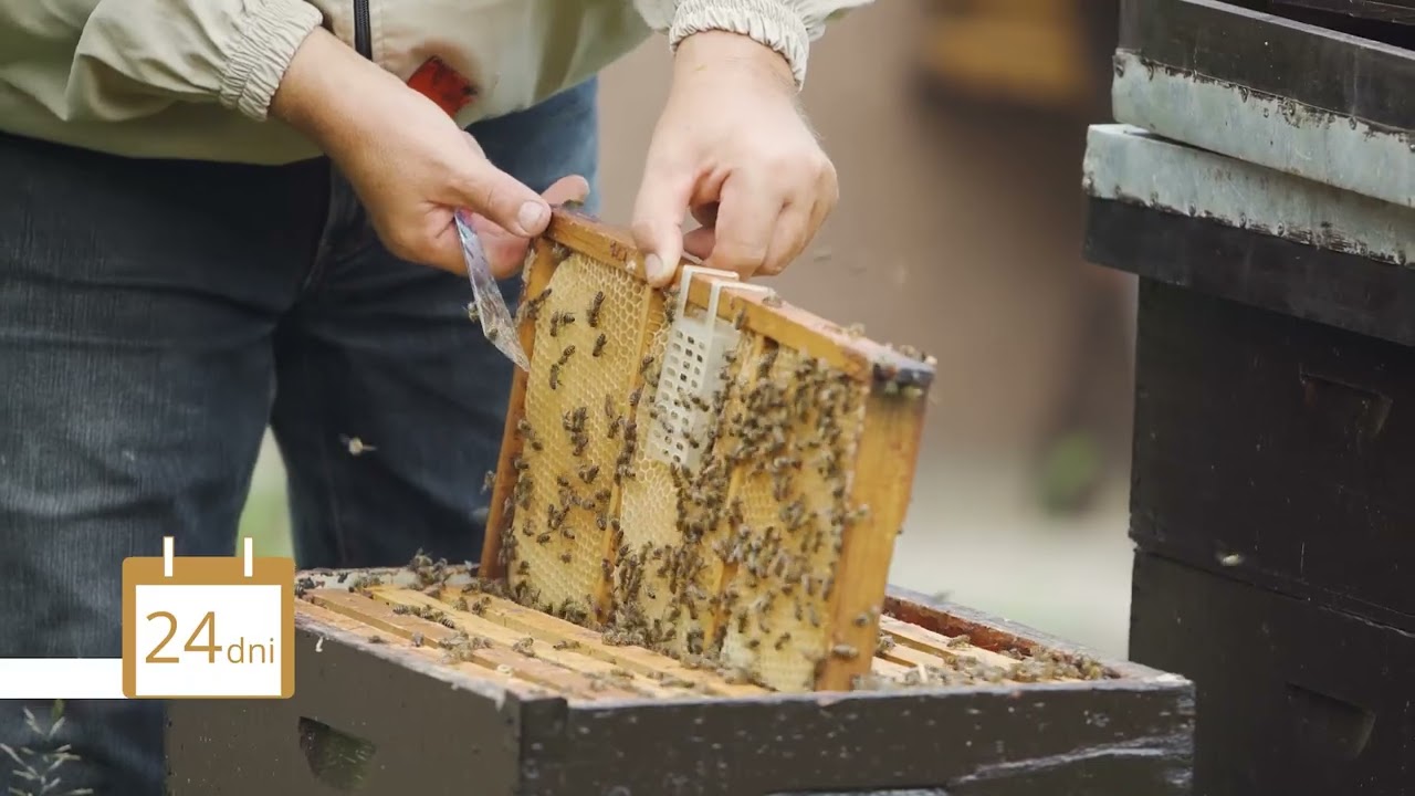 Guide to Queen Caging: Timing, Process & Varroa Treatment Benefits | Kit for Beekeepers