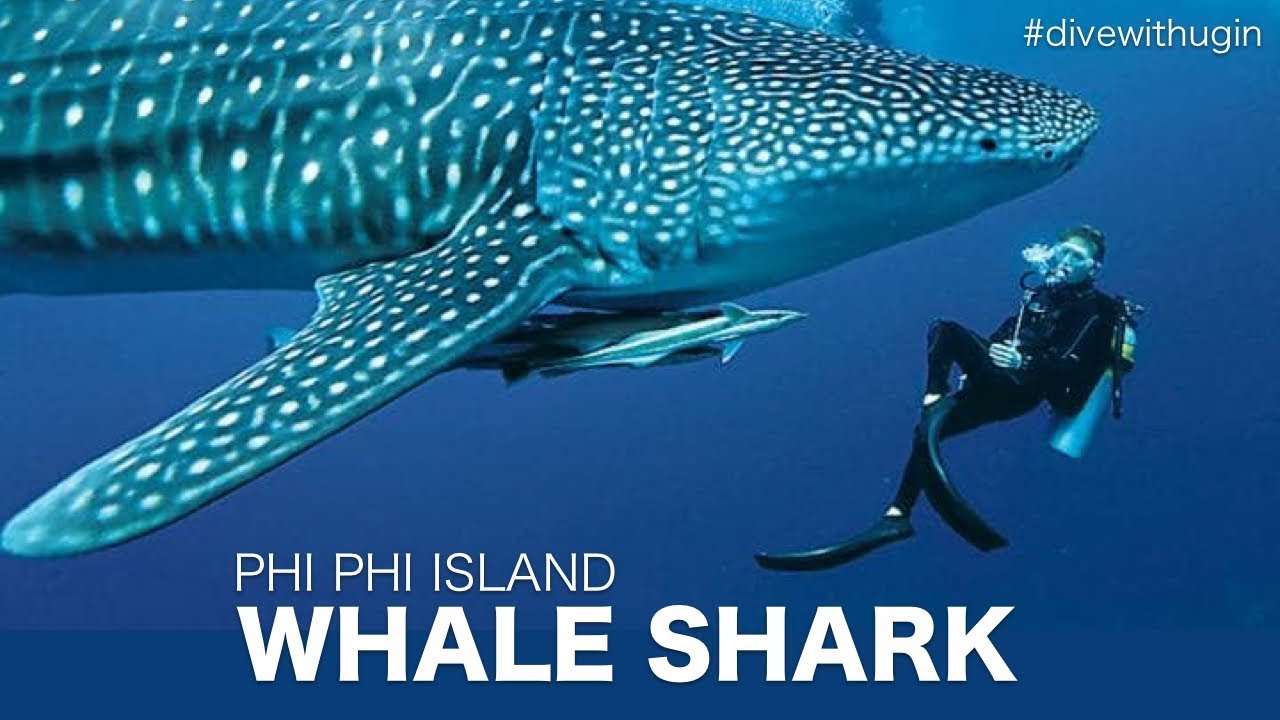 Whale shark on Phi Phi Island - Diving video around Phi Phi Ley