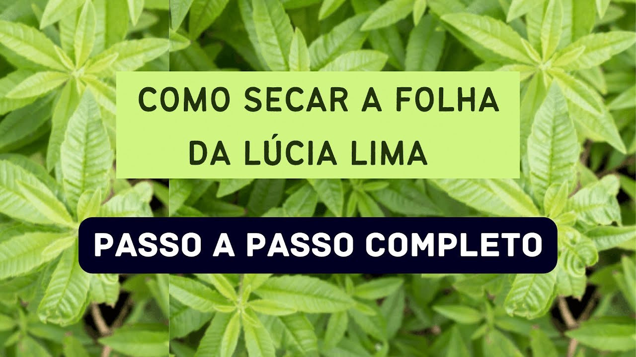 Como secar a FOLHA DA LÚCIA LIMA. Passo a passo completo.