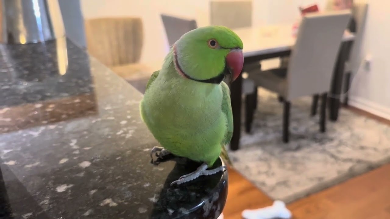 Parrot love and dog family #indiaringneck #adopteddog #rescuedog #birds #rescuepets