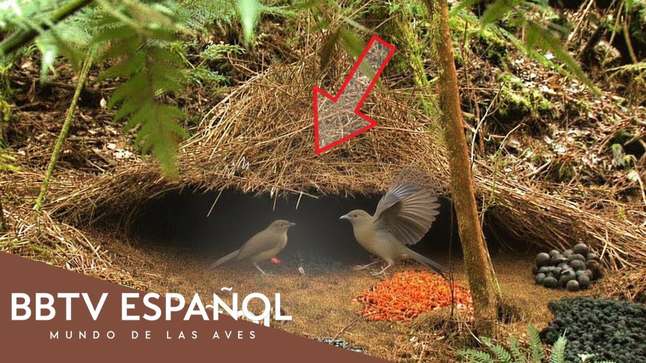 ¡10 Pájaros Jardineros Construyen Nidos De Amor MEJORES Que Tú | Parte 1 | BBTV Español