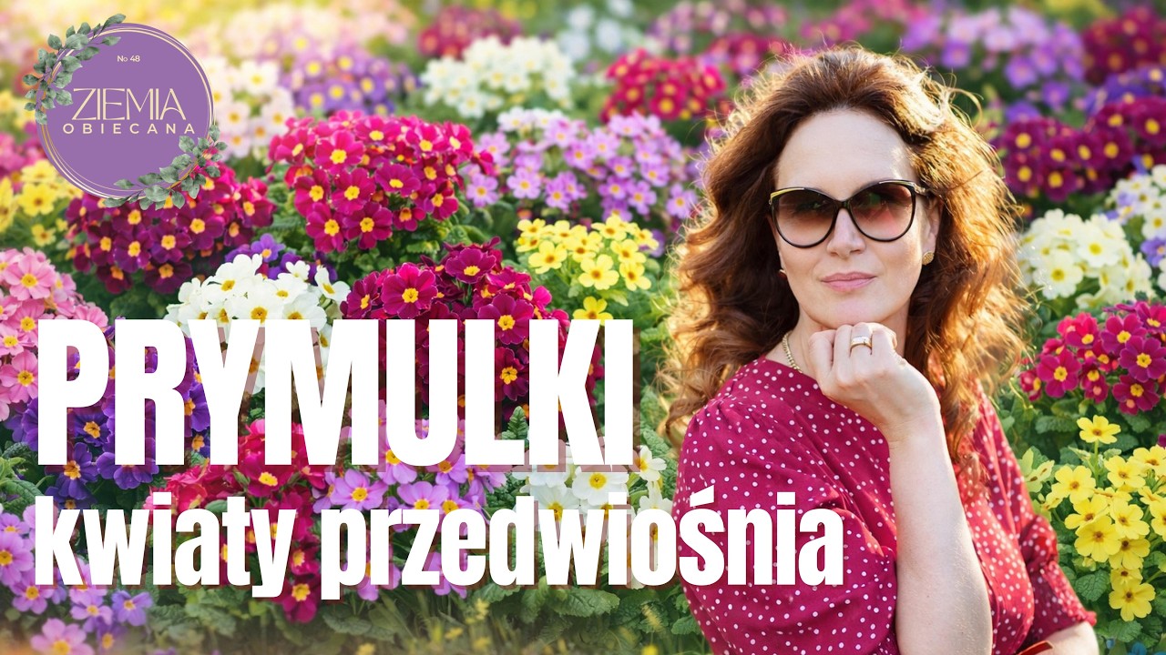 PRYMULKI - kwiaty przedwiośnia