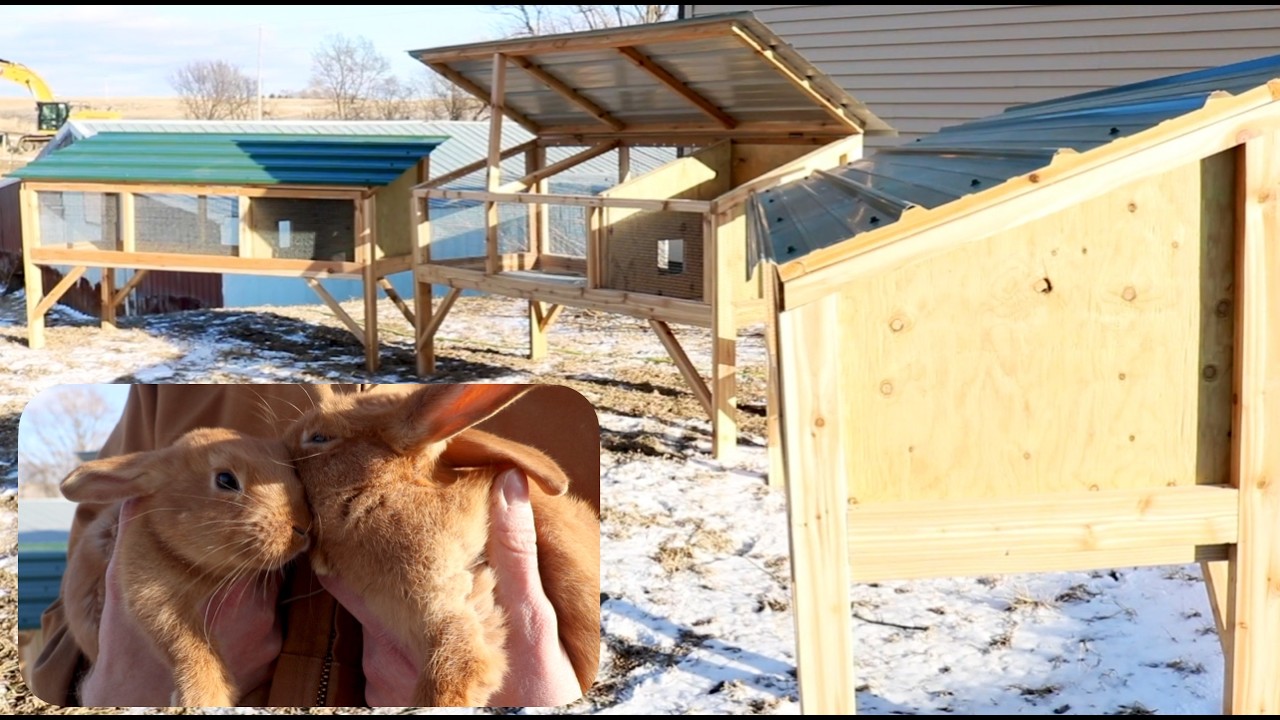3 DIY Rabbit Hutches From Start to Finish!