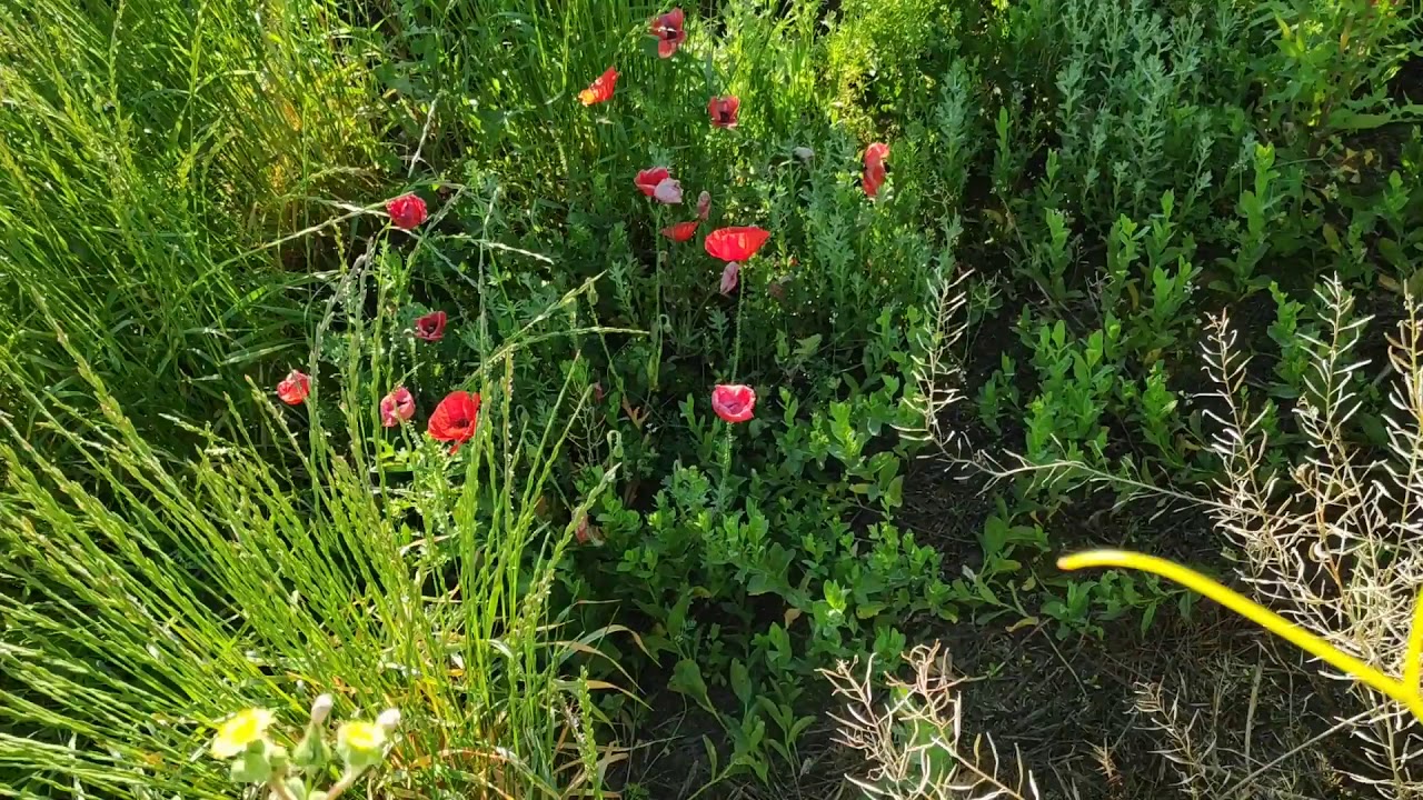 Selección de especies en la cubierta vegetal de un viñedo