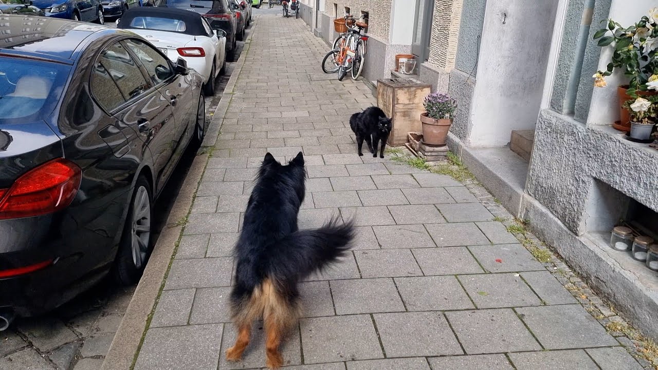 Django im Abeitsalltag I Begleithund I Altdeutscher Schäferhund