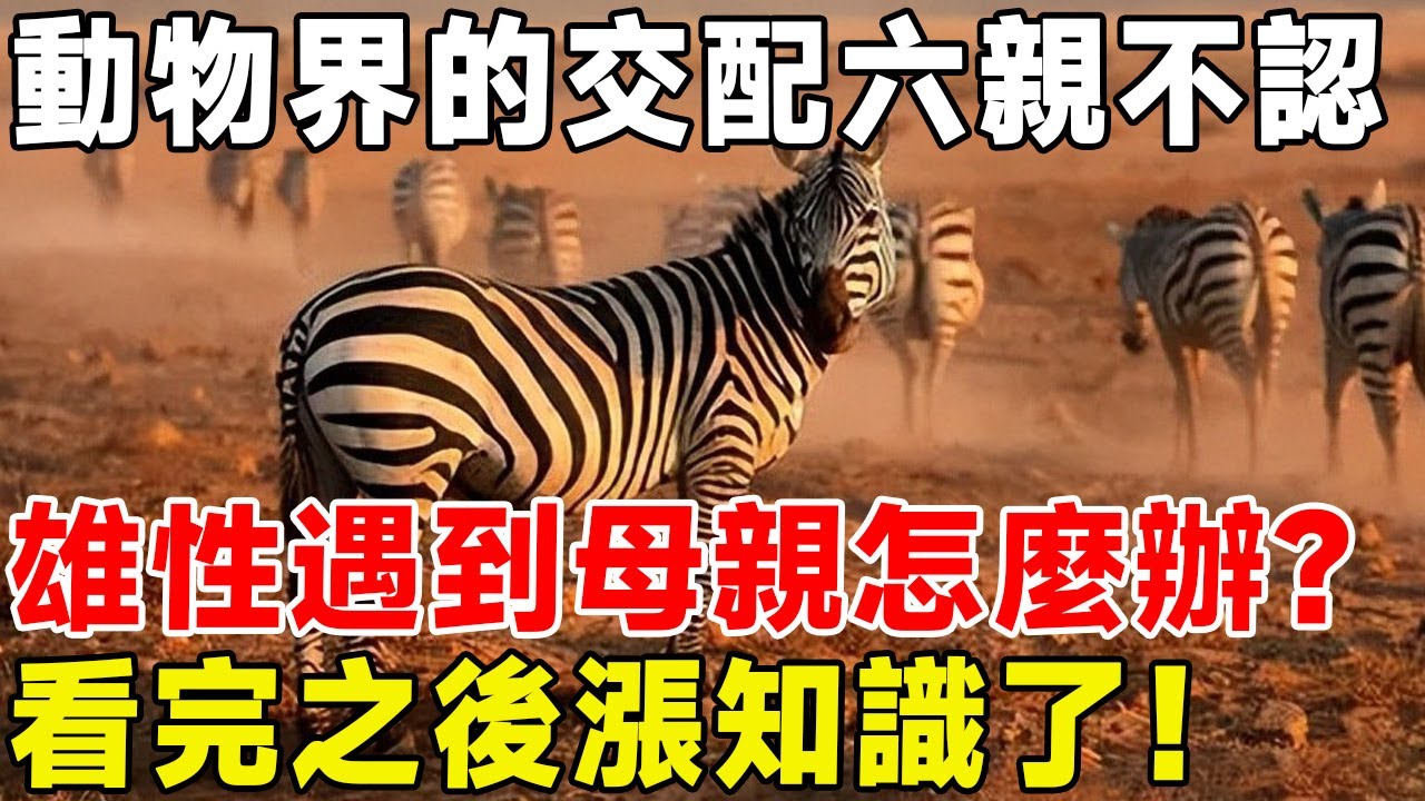 動物界的交配六親不認，雄性遇到母親怎麼辦？ 看完之後漲知識了！#科普 #科普頻道