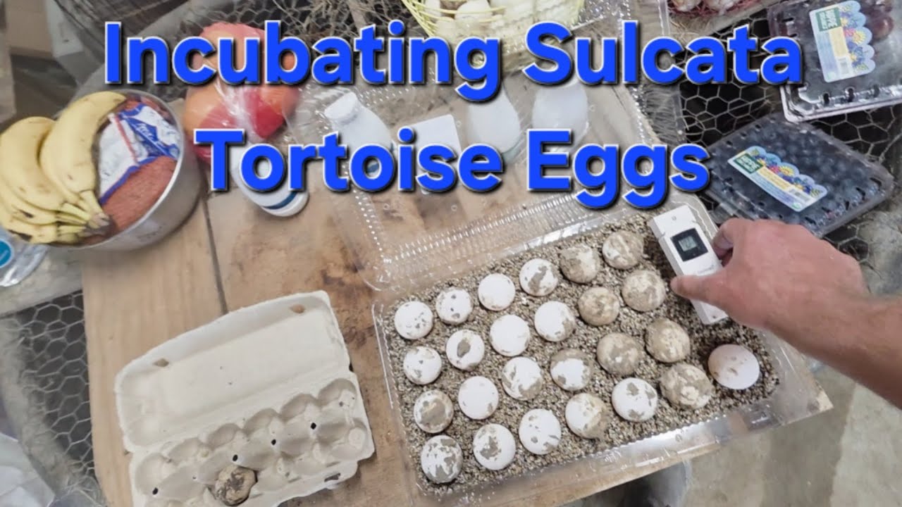Incubating Sulcata Tortoise Eggs 🥚 🐢