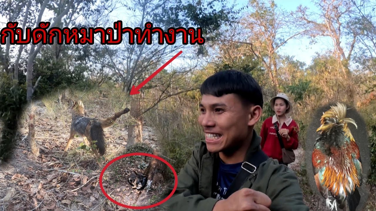 กับดักหมาป่าทำงานหมาน 2 แต้มวันนี้/ກັບດັກຫມາປ່າທຳງານຫມານສອງແຕ້ມ