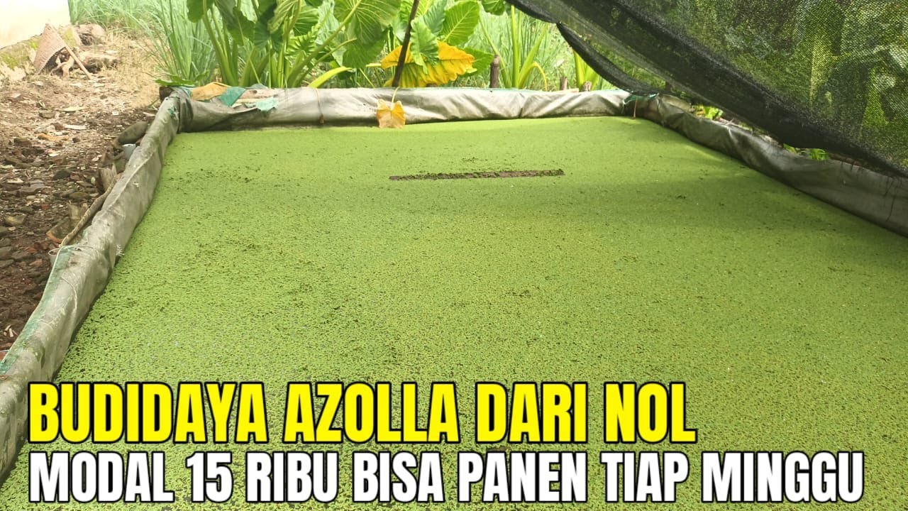 BUDIDAYA AZOLLA HANYA TANAM SEKALI PANEN BISA BERKALI KALI, MODAL 15 RIBU BISA PANEN TIAP MINGGU !!