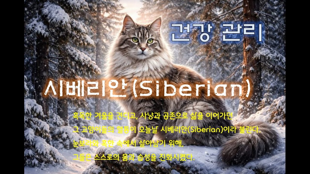 시베리안 고양이 건강관리는 같은 속도로 걷는 법을 배우는 이야기! 말 대신 몸으로 말하는 고양이, 그 신호를 놓치지 않는 사람, 그 둘이 함께 만드는 시간!, 가장 완벽한 치료!