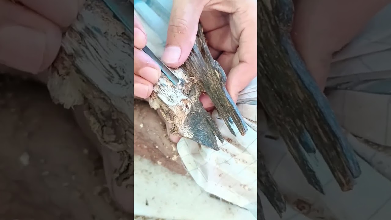final working agarwood🔥 #trending#short#viral#agarwood#channel#video#assam#indian#
