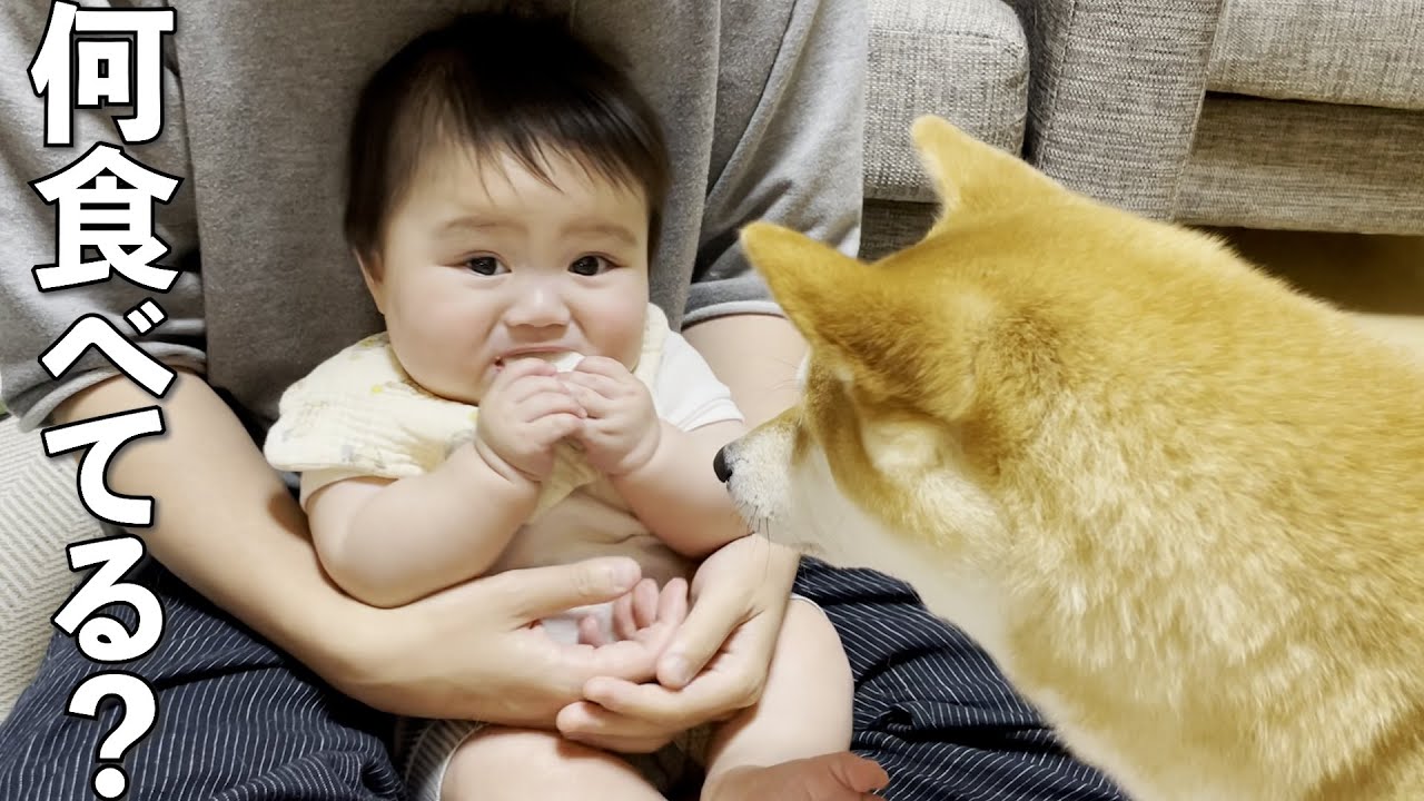 生まれて初めておやつを食べる赤ちゃんを見守る柴犬