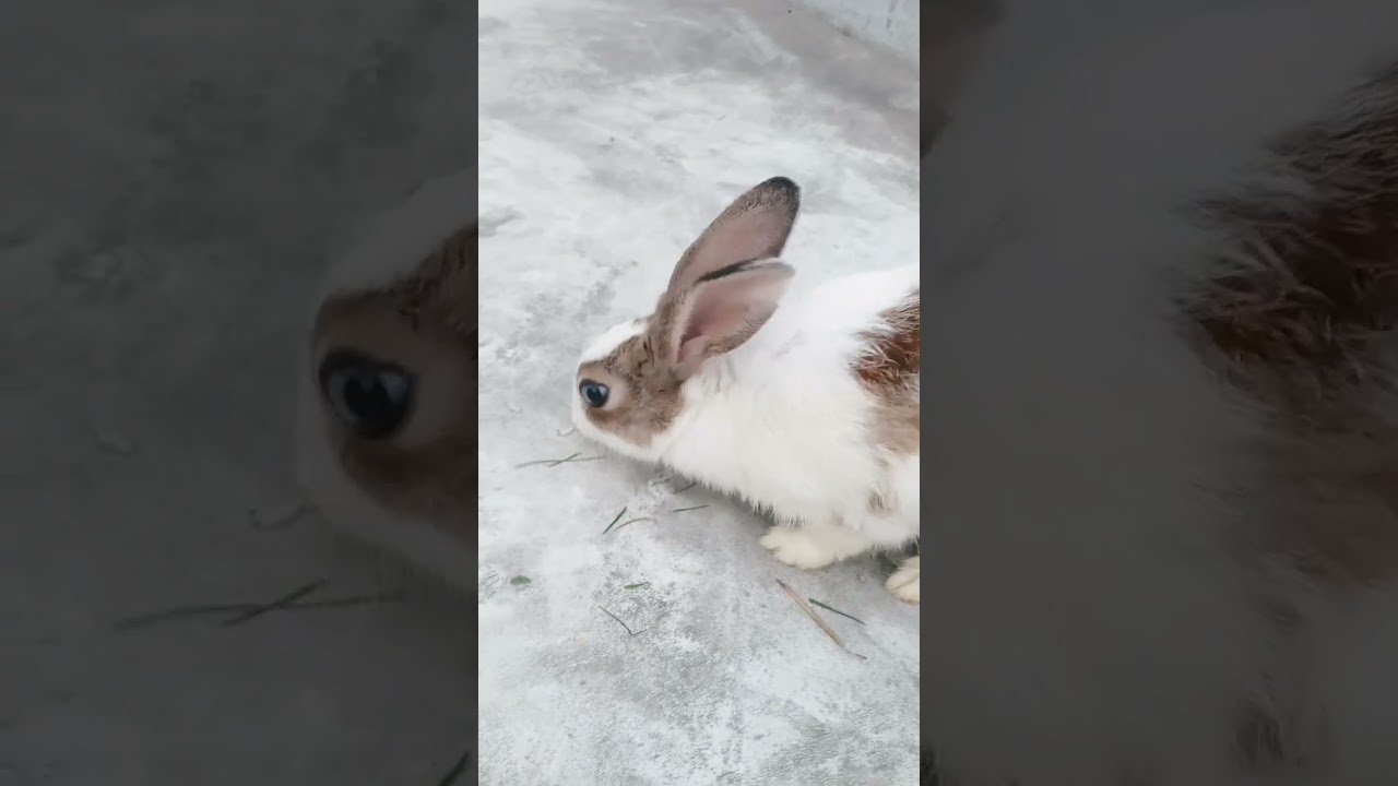 My cute honey😍🥰😘 #honey #rabbit #cuterabbit #eatinggrass #rabbiteating