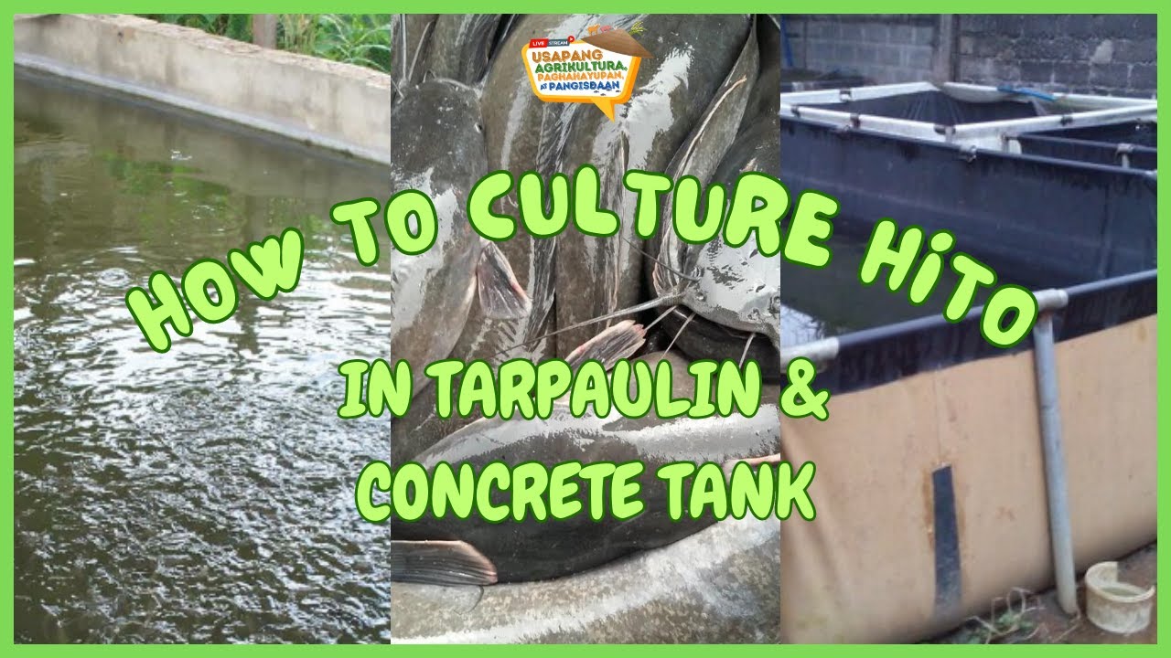 How to Culture Hito in Tarpaulin & Concrete Tank