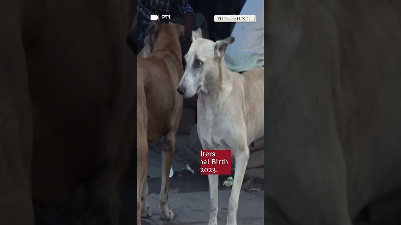 &lsquo;Fence public places, relocate stray dogs,&rsquo; says Supreme Court