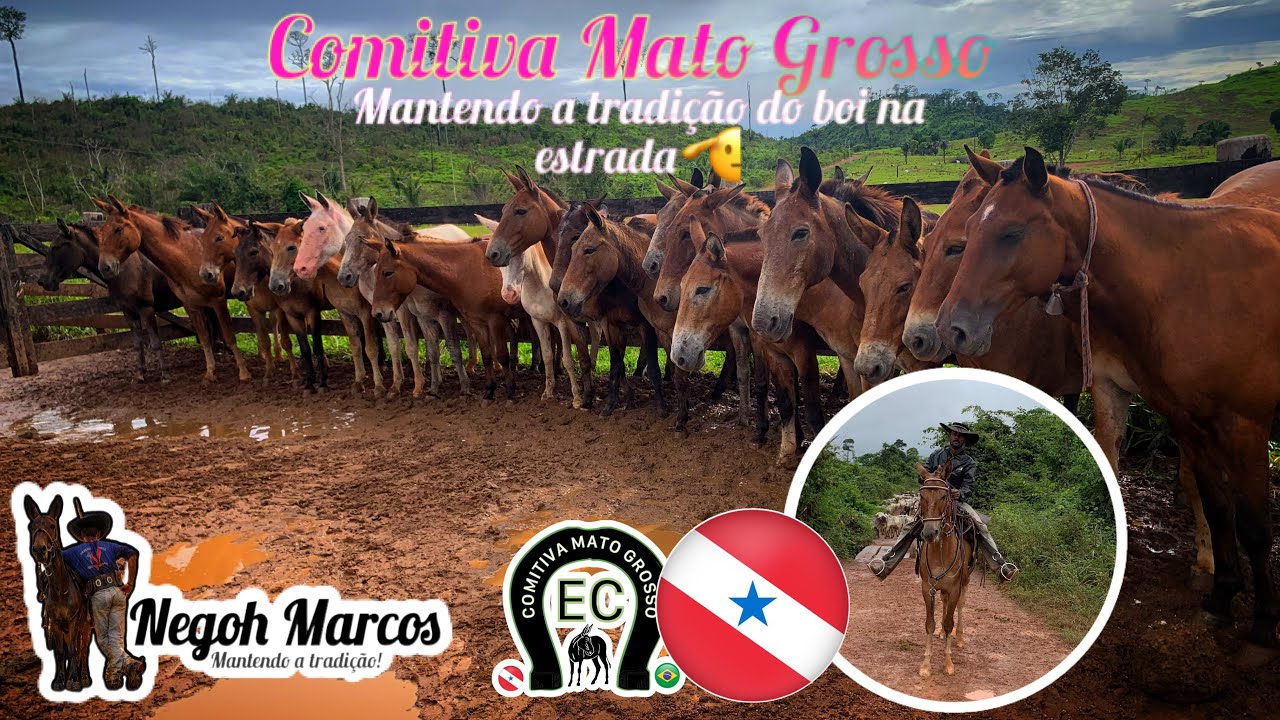 Comitiva Mato Grosso,conduzindo boi por terra nesse parazão 🫡🇧🇷