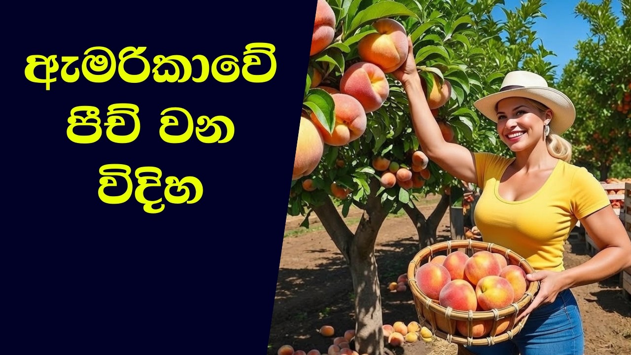 පීච් වගාව, අස්වැන්න නෙළීම සහ කර්මාන්තශාලා සැකසුම | පීච් වගාවේ කෘෂිකාර්මික තාක්ෂණය