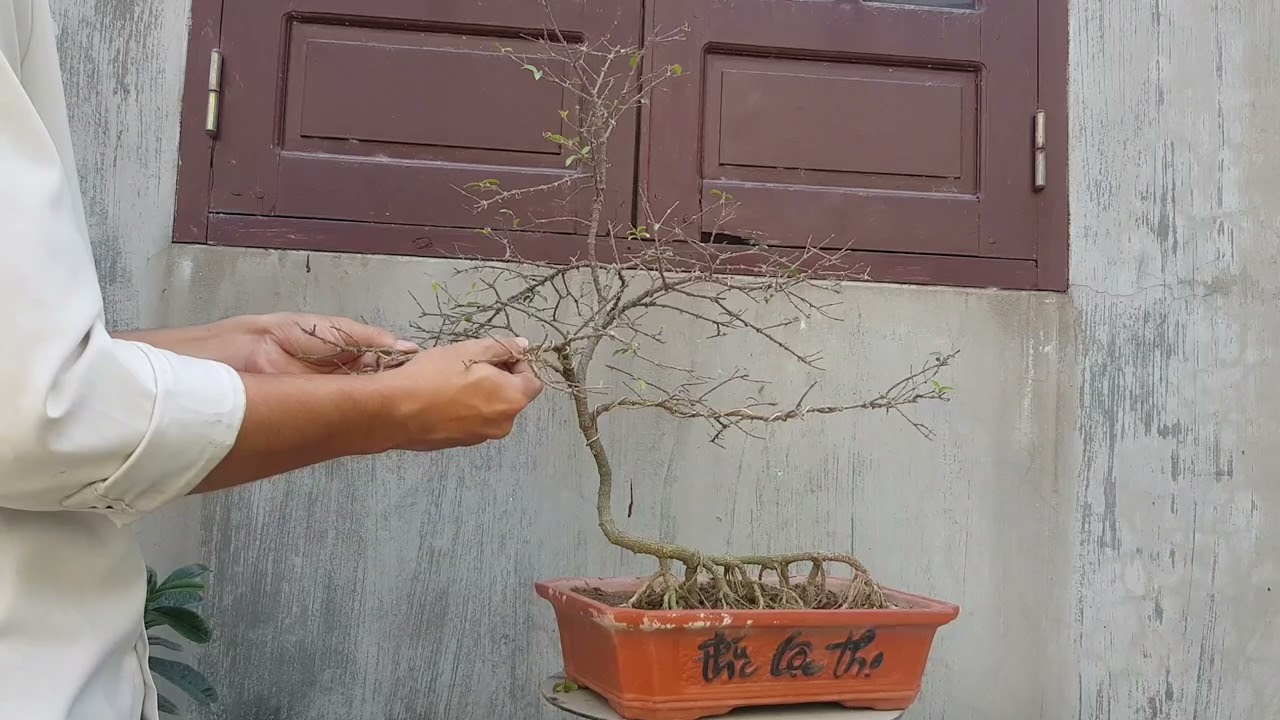 The entire process of pruning, fertilizing and shaping bonsai trees