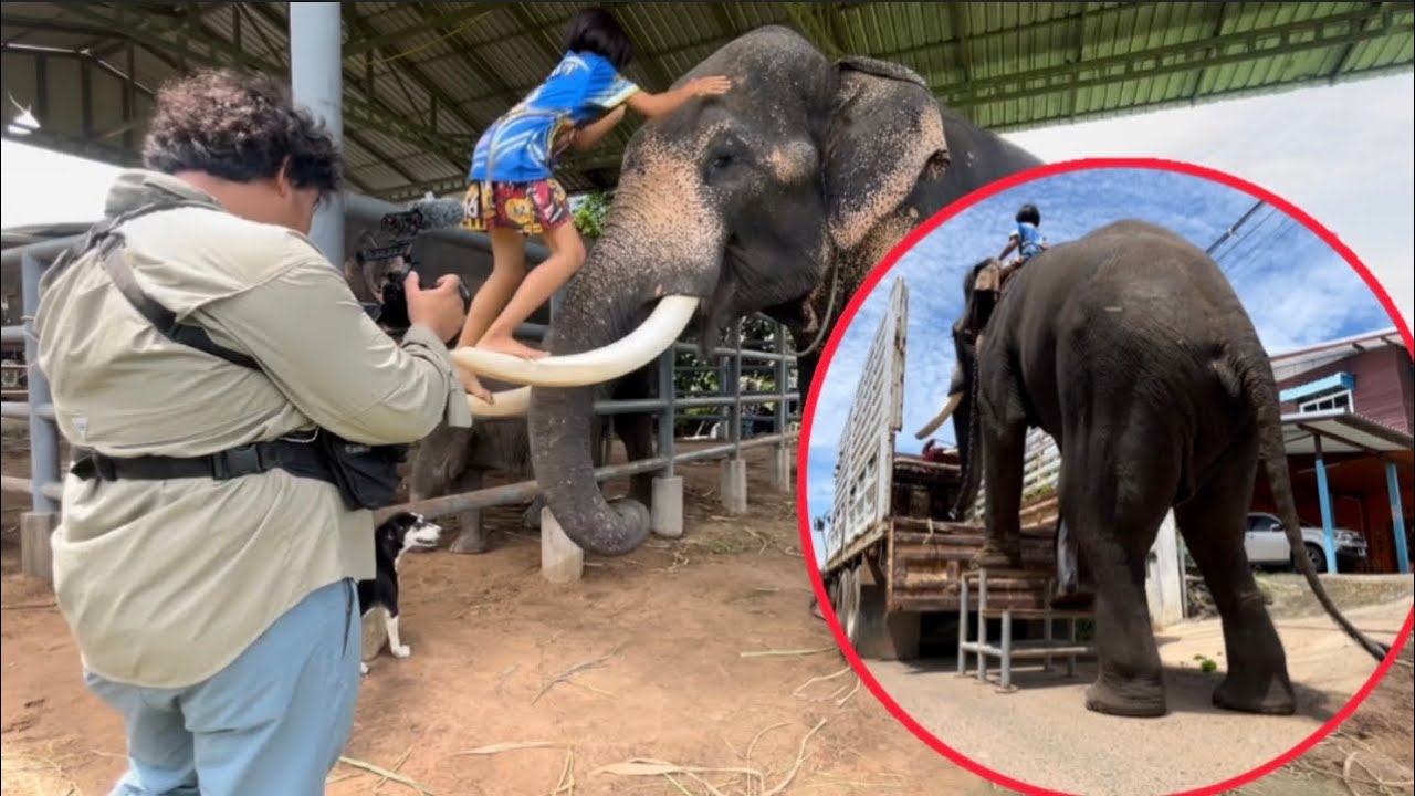 โอเล่ออกงาน❗️นักข่าวมารอถ่ายทำ❗️ควาญจิ๋วปูเป้พาช้างขึ้นรถ❗️มาดู