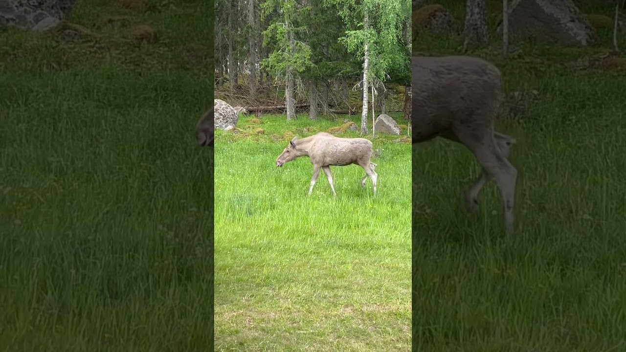 Safaride beyaz bebek geyik🎈 #sweden #isve&ccedil; #&auml;lgsafari #moose #baby #geyik #bebek #safari #nature