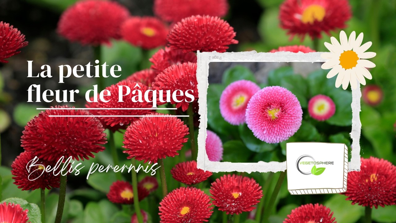 Les P&acirc;querettes #p&acirc;querette #bellis #garden #vegetosphere #fleurspelouse #bisannuelles