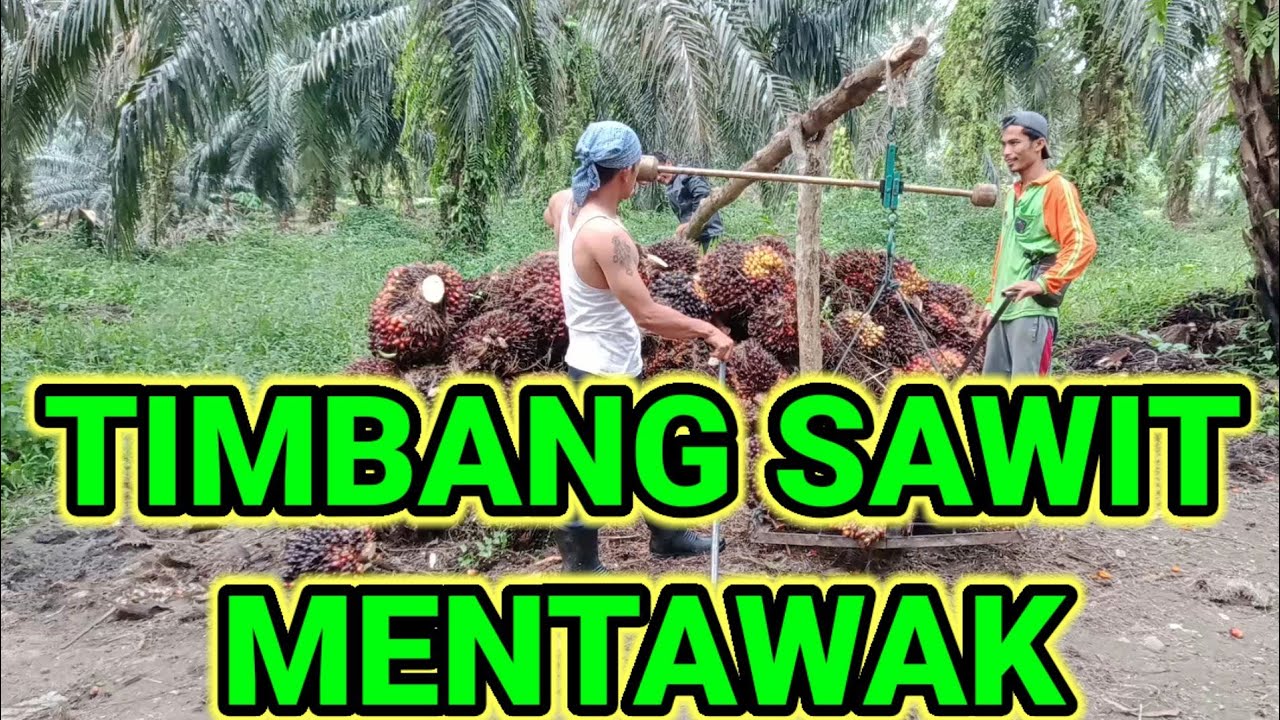 TIMBANG SAWIT BRO😆😆😆😆 @Panensawit14