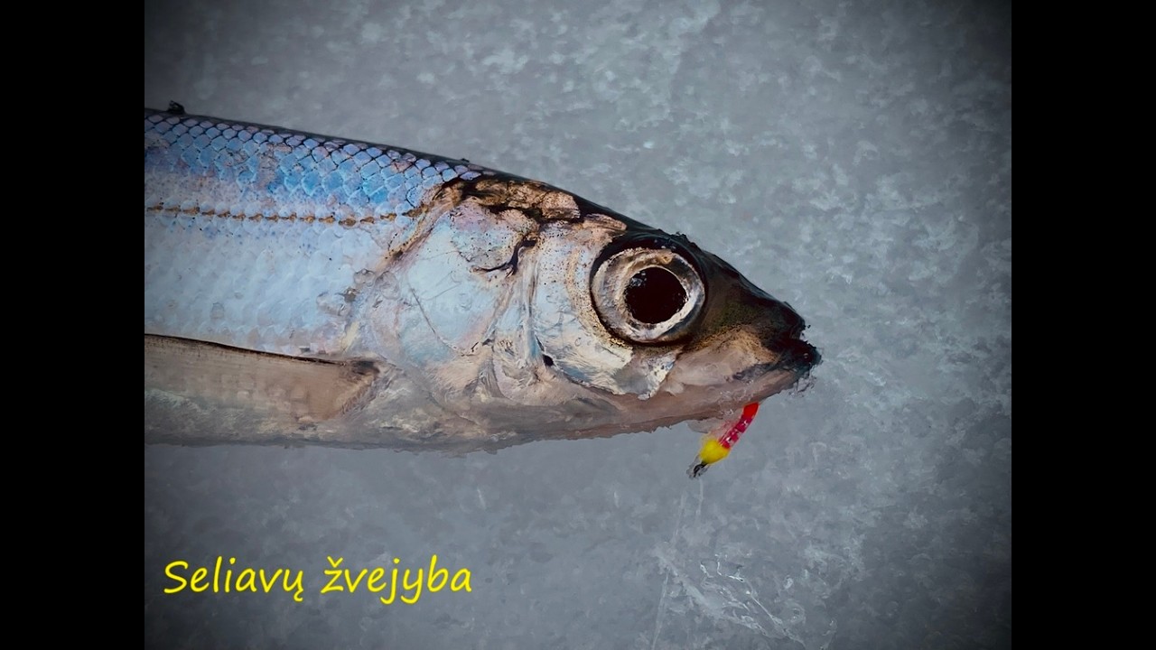 Seliavų žvejyba...