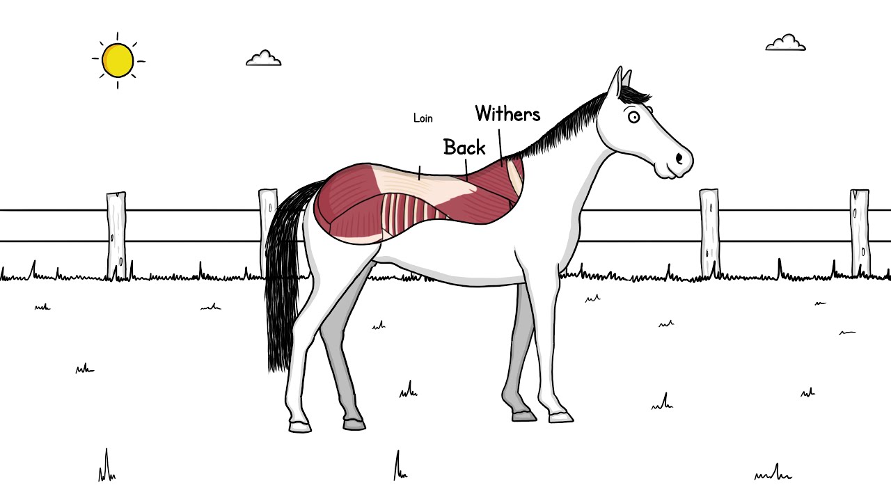 Did you know how a horse's topline is defined?
