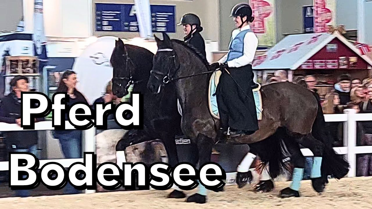 Pferd Bodensee 2024